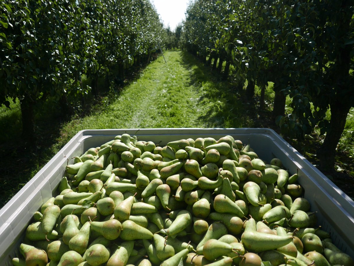 Chez Fruits d'ici, la récolte des poires a débuté #circuitscourts #mangerlocal #fruitsetlegumesdewallonie