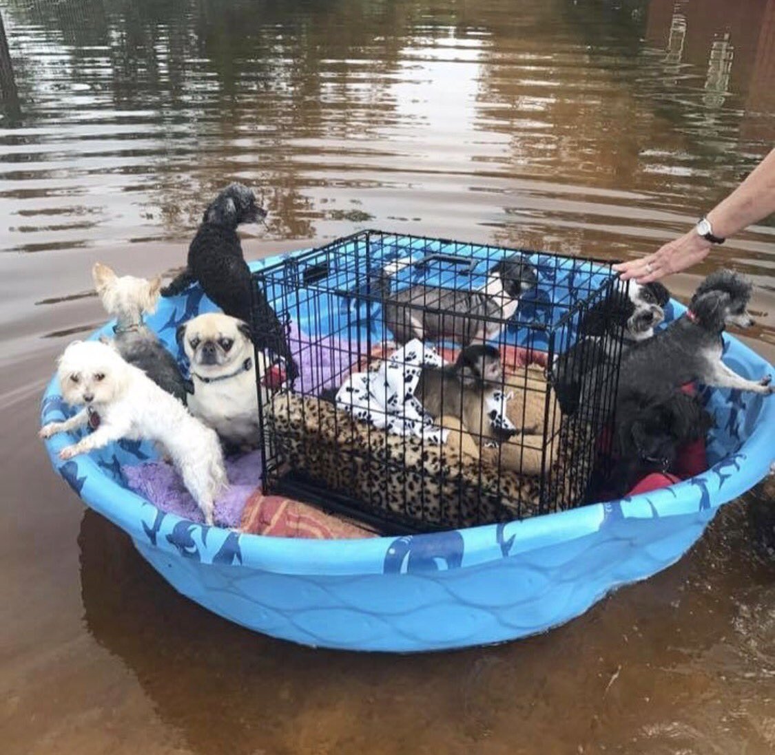 johnorton305's tweet image. The best of humanity is coming through with the ongoing rescue of people and animals in #houston after #hurricaneharvey ❤️