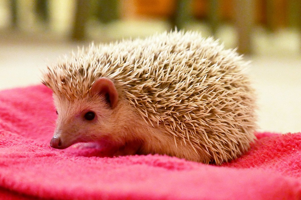 TimesPictures's tweet photo. News in Pictures: Enjoying the sun in Germany; A rescued pygmy hedgehog; A production of Lorna Doone in Devon: https://t.co/PKEAVYsWq1 https://t.co/zBmFWqDYS2