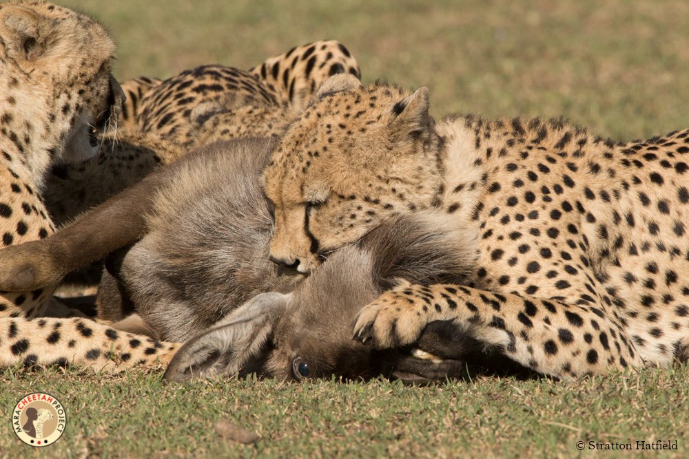 MaraPredator's tweet photo. Loads of cheetah action in the Mara! Find out more in our latest Cheetah Chat: https://t.co/HtjG5zbsDT #CheetahChat #fieldupdates #cheetah https://t.co/ygIpasIMNJ