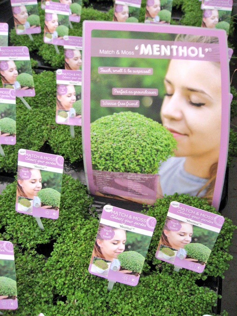 johanknaap's tweet photo. Even 'n frisse neus 
Je kunt de menthol bijna ruiken als je 't etiket ziet 
Mentha requienii (Corsican Mint) uit Match&amp;Moss serie @sonkoot https://t.co/YGBFT3iVCo