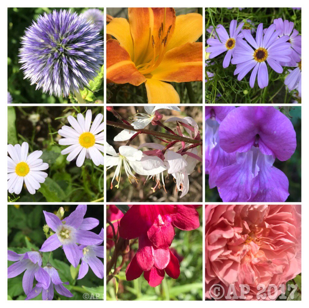 Been busy for a couple of weeks, so here are some highlights from August #flowers #gardens #nature 🌺🌼