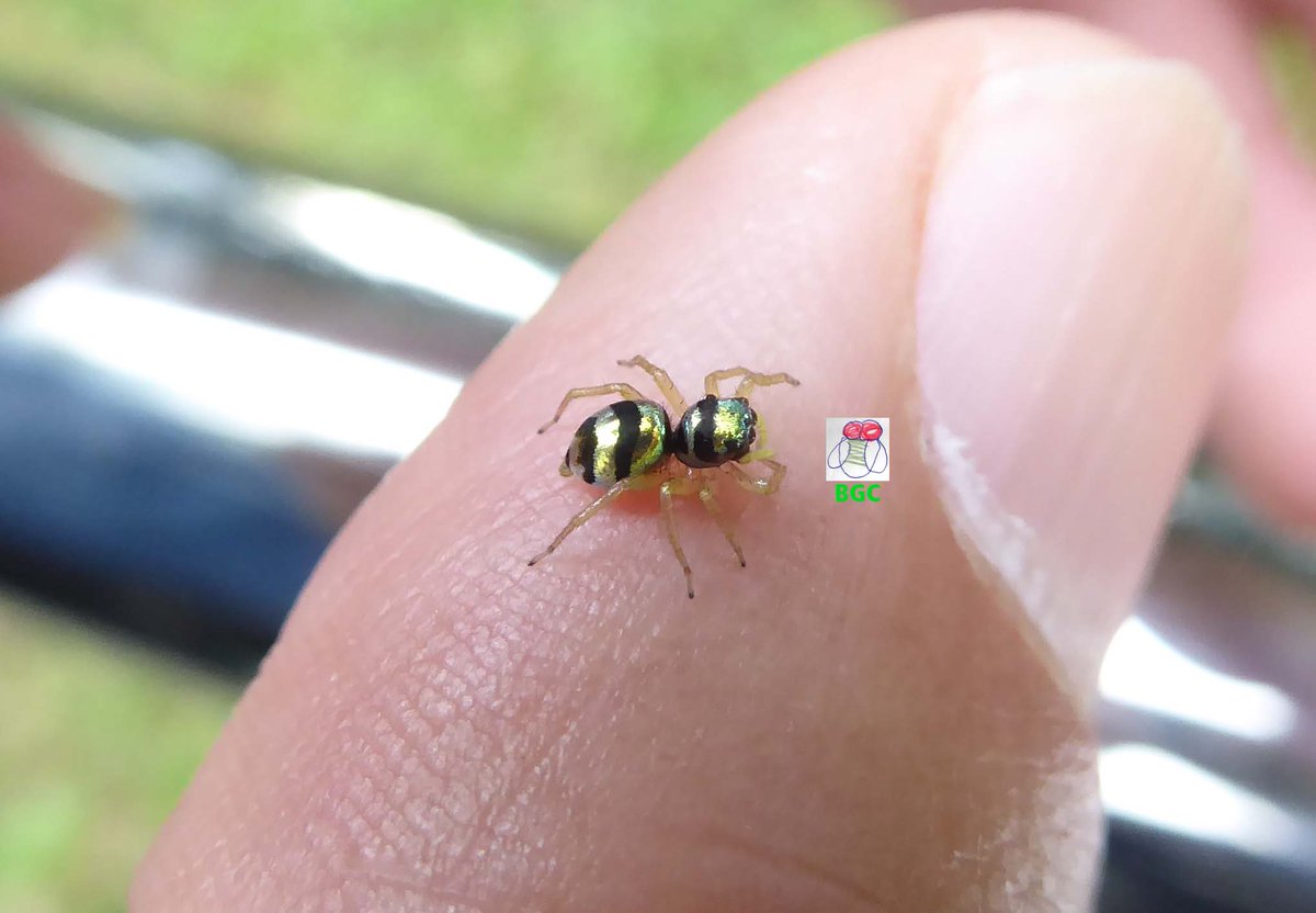 BryanGohCorp's tweet photo. Metallic Banded Phintella Jumping Spider. #spider #BGC #bgc #bryangoh https://t.co/jpKgSdmeMn