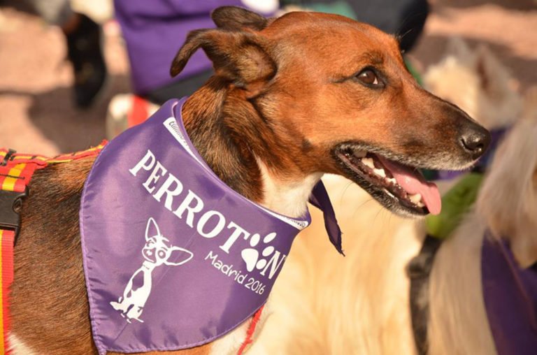 amvac_vet's tweet photo. El próximo 15 de octubre se celebra un perrotón 🐶 en #Madrid, una carrera 🏃 por la adopción y tenencia responsable https://t.co/81hUfwhnIm https://t.co/yCTyOLANQd