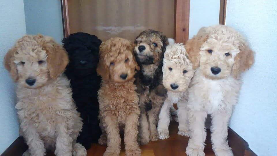 実家でスタンダードプードルの🐩の赤ちゃんが6匹生まれました💓みんな色はバラバラなんですぅ😊