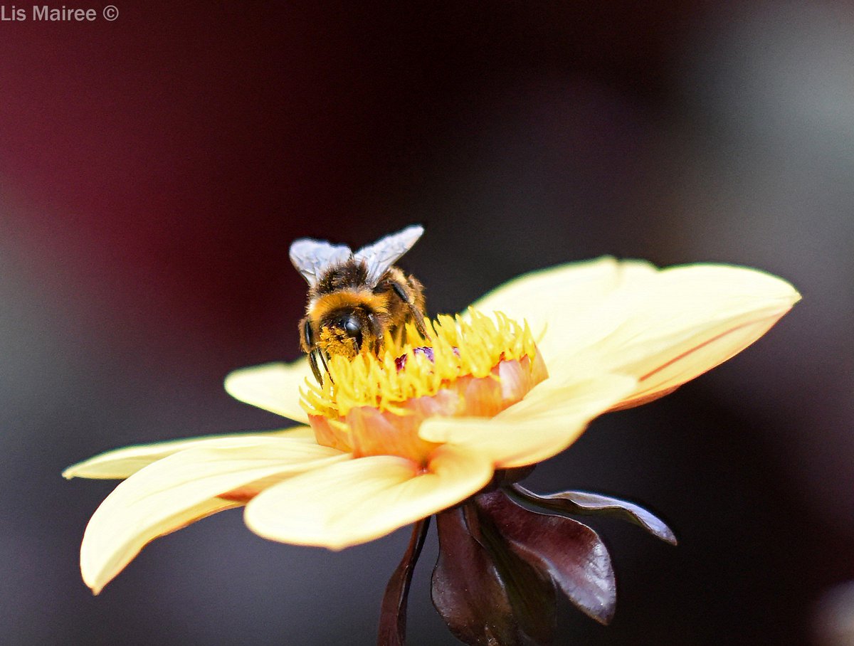 Fortheloveofbees tweet media