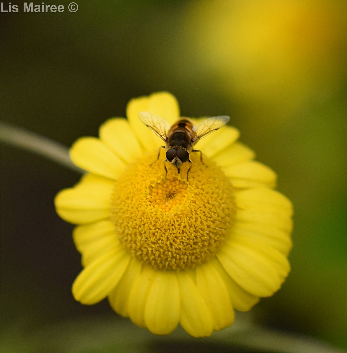 Fortheloveofbees tweet media