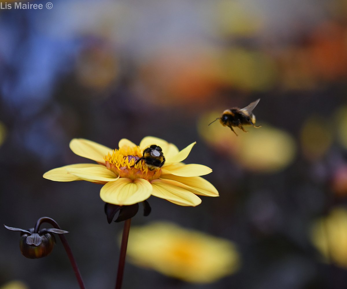 Fortheloveofbees tweet media