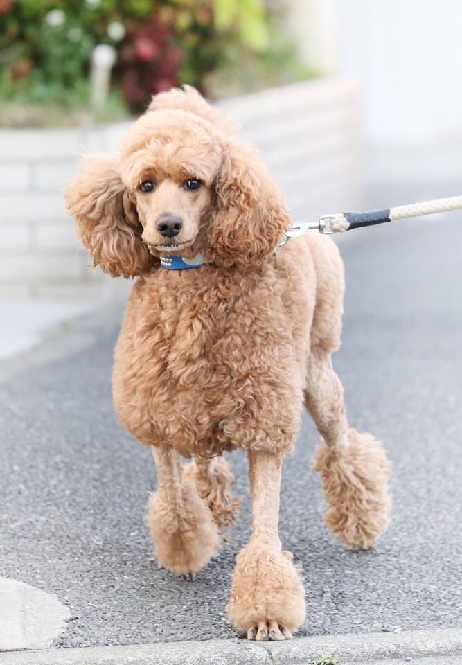この子達のパパです🐩