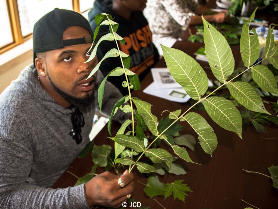 pushbluewny's tweet photo. Dominic tries hard to identify this native tree. Do YOU know what it is? 
#pushbluewny #pushbuffalo #nature #buffa… https://t.co/t75XlcdRuZ https://t.co/cKnulZdmkk