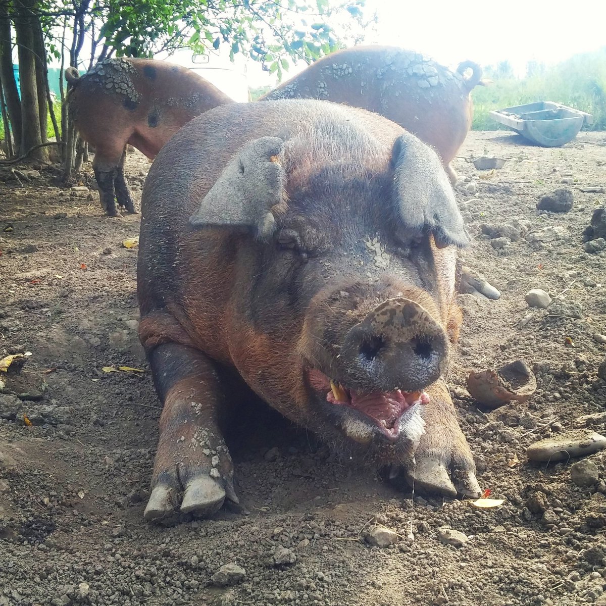 theLincFarm's tweet photo. He may not be cute and cuddly, but he is an impressive #beast.
#BaconMaker #PigDaddy #freerange #duroc #pig #farmsnotfactories #highwelfare https://t.co/i2xqLeB9uW