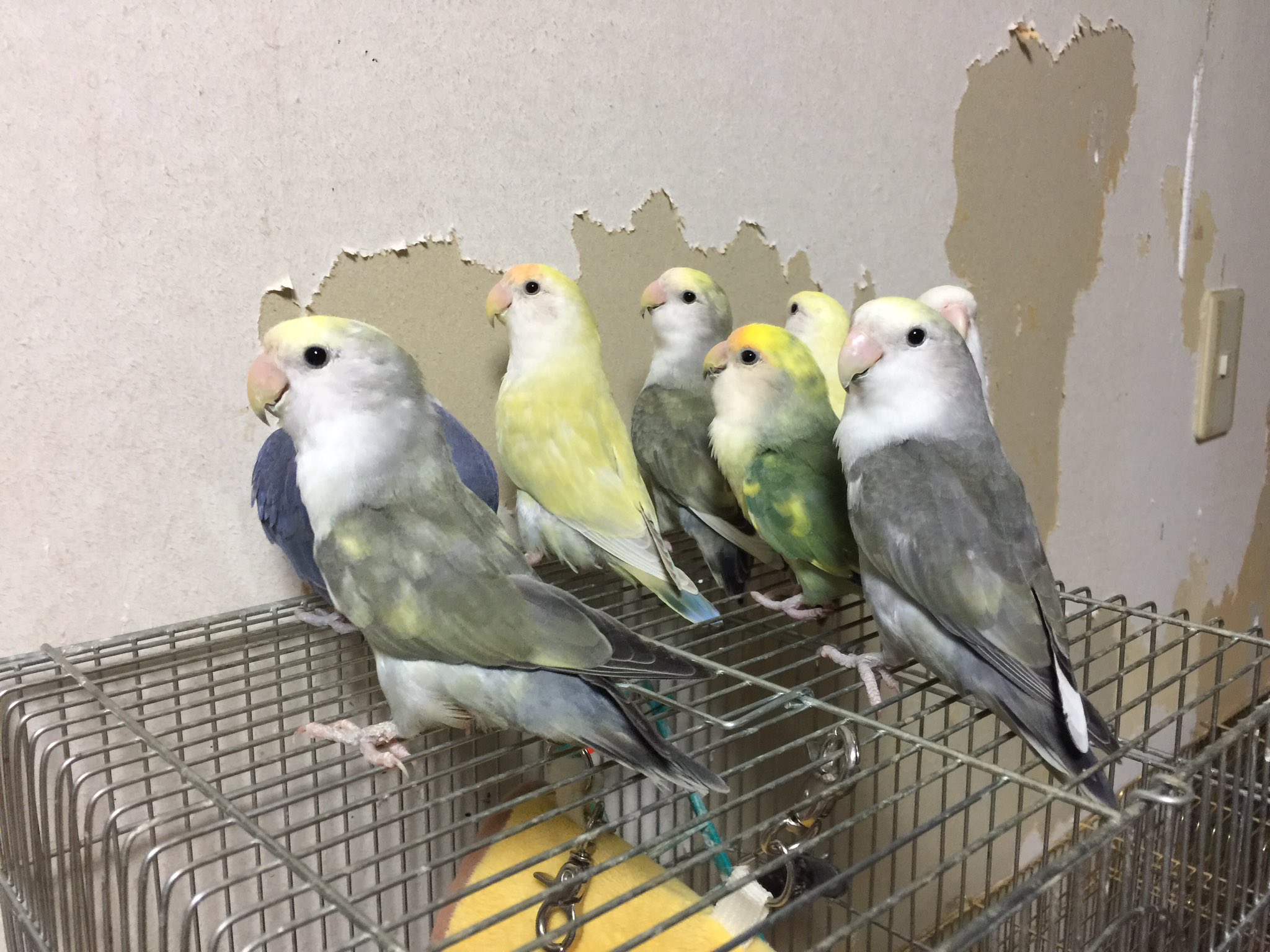 まりこ Birdhiroshis こんばんは フォローありがとうございます モフモフのコサクちゃんとても可愛いですね よろしくお願いします 壁紙を齧るコザックラーズ D