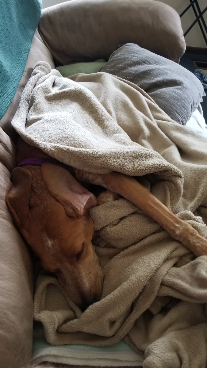 dogfatherteebee's tweet photo. Tammy says good morning! #LazinessIn4Words #MrTeebeesVlogs #MrTeebee #coonhound #redtick #coonielife https://t.co/dZWQzskRaV