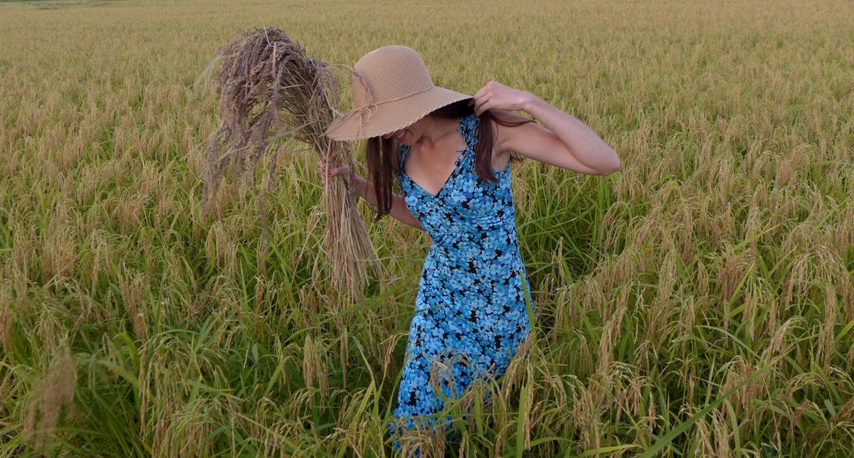 FieradelRiso's tweet photo. La Fiera si avvicina e il #riso , in risaia, cresce
#iloverisotto #fieradelriso #rice #risotto https://t.co/Z7fh3W7LsD