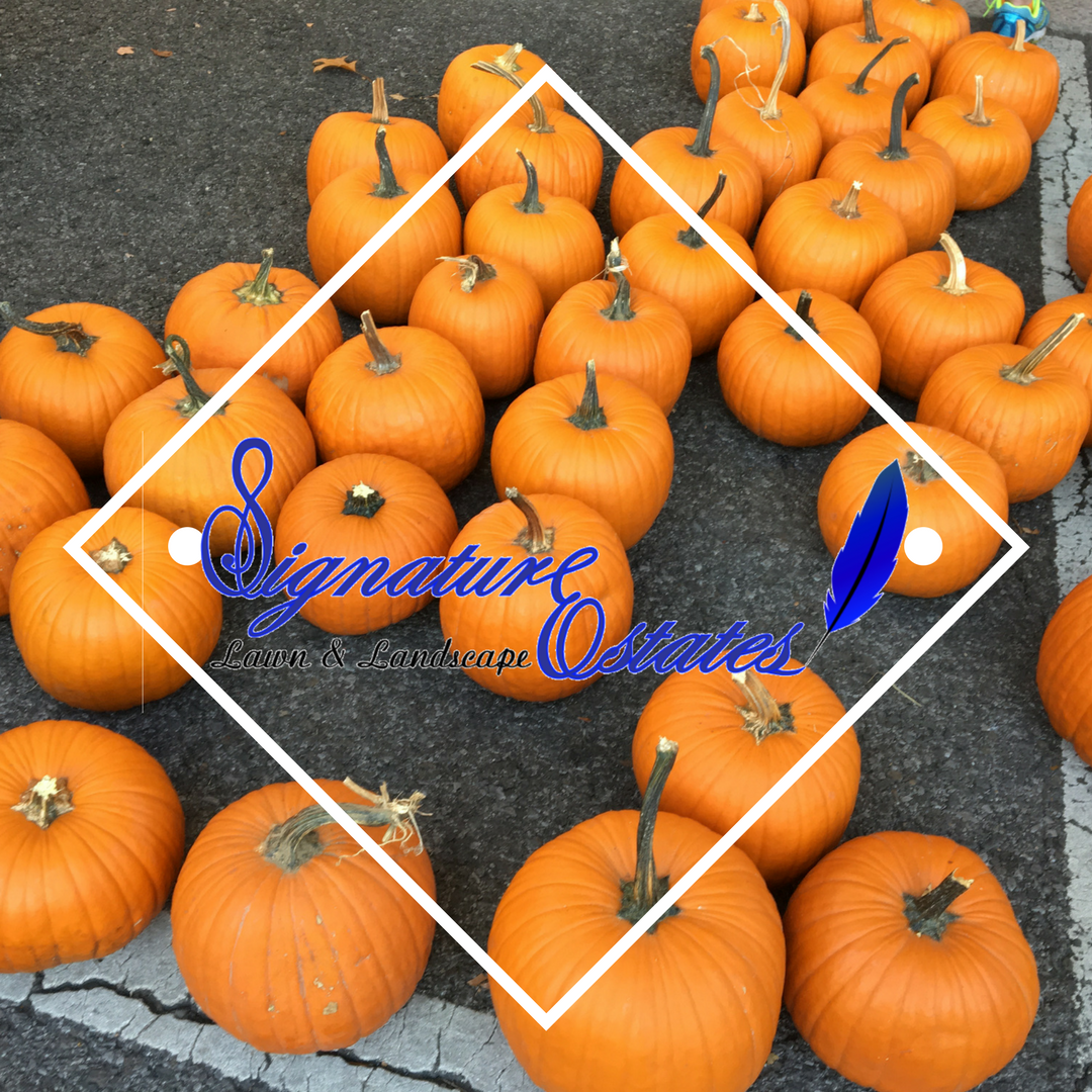 theedgeonlife's tweet photo. Thank you, Signature Estates for your Trailblazer Sponsorship! You are appreciated! #signatureestates #muddypumpkin https://t.co/N4pCdJWC5q
