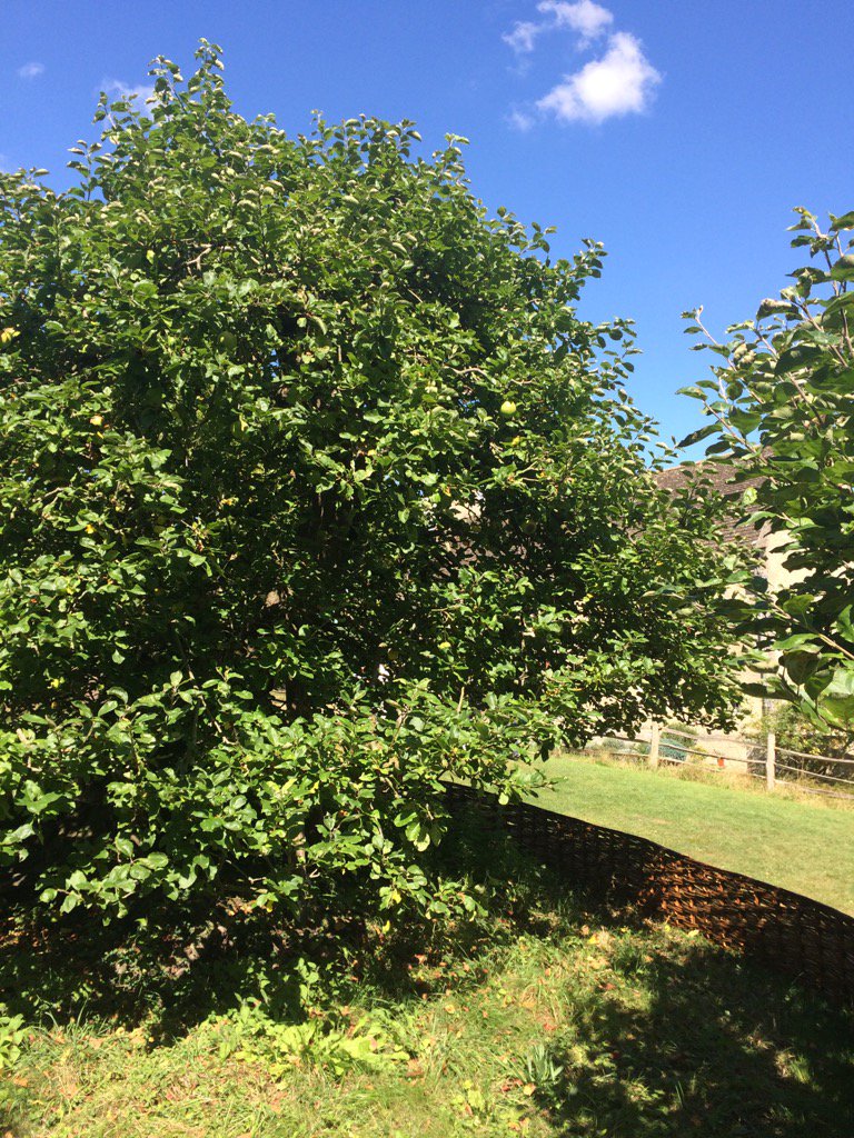 I am celebrating having found a custom manufacturer for VE-GAIN by stopping to visit Isaac Newtons apple tree.