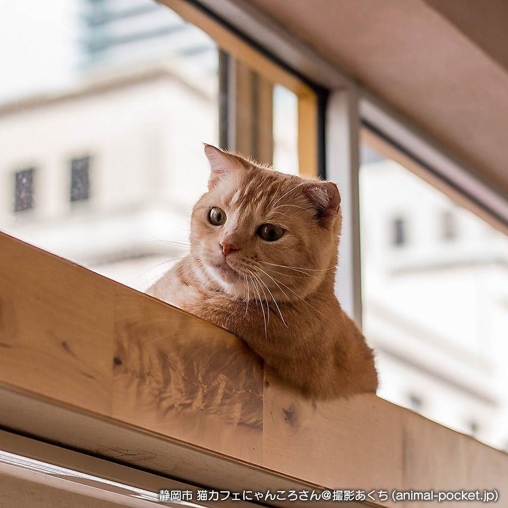 猫カフェにゃんころ 猫カフェにゃんころ