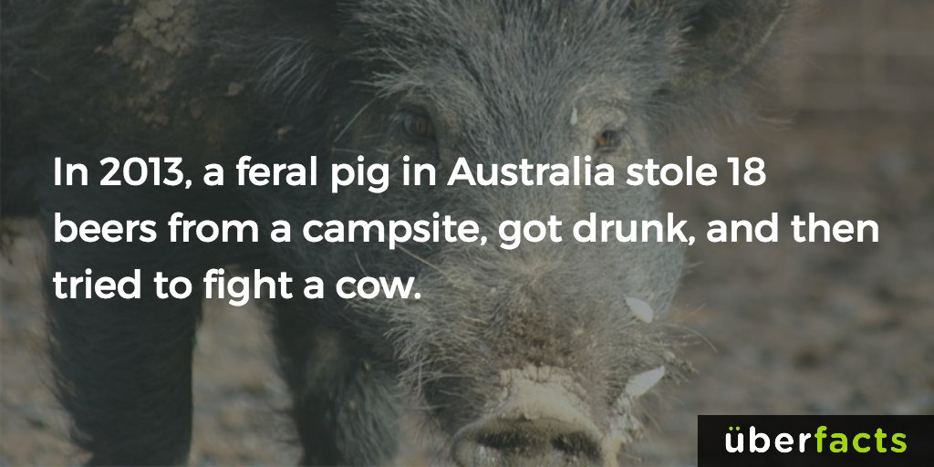 UberFacts's tweet photo. I know a person who did the same thing. https://t.co/e1fwb80wRb