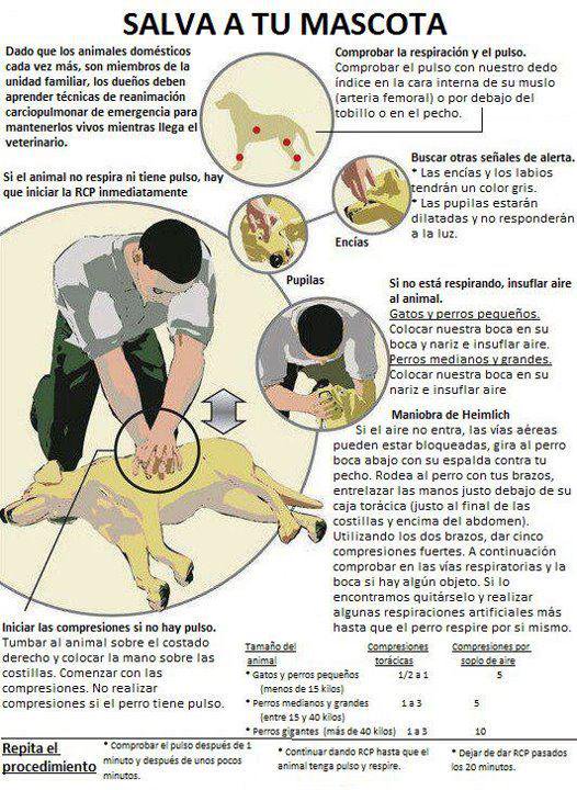 guardiacivil's tweet photo. Conocer las técnicas de RCP (Reanimación Cardio-Pulmonar) puede salvar la vida tanto a humanos como a mascotas

Instrúyete, todos te lo agradeceremos. https://t.co/WRmo3chmeP