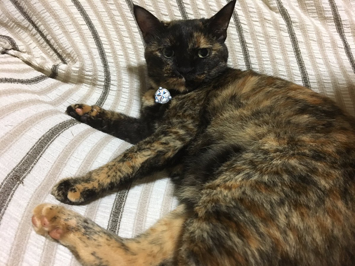 かよちゃん בטוויטר 今回は間に合ったぞ 小麦やん でもあまり可愛いのが撮れなかったね サビ猫主あるある 31日はサビ猫の日 サビ猫祭り サビねこ サビ猫 サビっこ さびねこ さびっこ さび猫 サビ猫の日