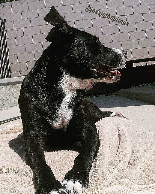 Jessiethepitmix's tweet photo. It's Th'ears'day! 👂🙉😉 #jt #pitbullawareness #bullymixesofinstagram #pitmixrescues #bullbreedadvocate #dontcroplete… https://t.co/Vf2P5hRwhr https://t.co/jZpKADncLF