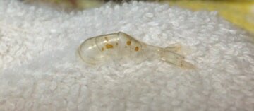 えびちゃん ヤマトヌマエビ愛好家 ヤマトヌマエビの病気 バーンスポット 症状 体に茶色の斑点が出る 内部と癒着し脱皮が出来なくなりやがて死に至る 原因 底砂の汚れ ソイルを1年以上使用していた 解決方法 早急に脱皮を促す