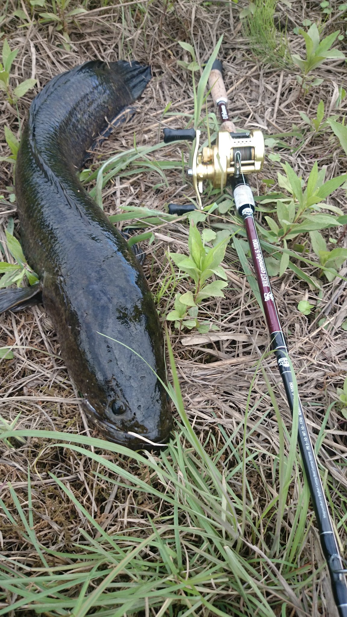 Ryu Ya Comodoで獲った雷魚 最大サイズ更新 カバーからフロッグが抜けた瞬間とてつもない引き波 止めてポーズ取ってたらドカン 水面爆発 激しいヘッドシェイクしながら大暴れ 魚体見えた瞬間狙ってるサイズかと思った でも嬉しかった Ryu Ya Comodoで獲った雷魚 最大サイズ更新 カバーからフロッグが抜けた瞬間とてつもない引き波 止めてポーズ取ってたらドカン 水面爆発 激しいヘッドシェイクしながら大暴れ 魚体見えた瞬間狙ってるサイズかと思った でも嬉しかった