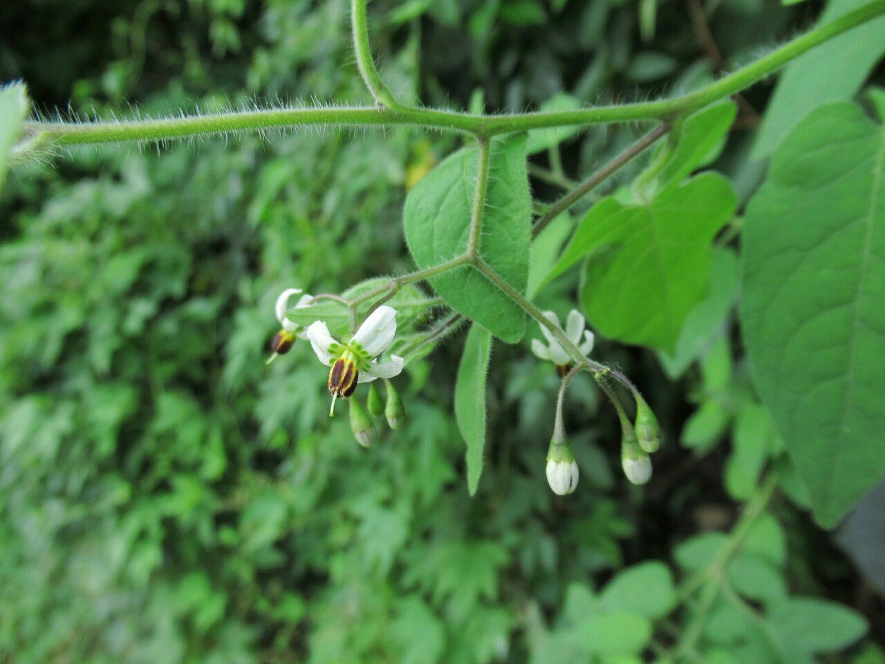 雑草図鑑 準備中 673 ヒヨドリジョウゴ ナス科ナス属 東アジア 日本に分布 土手などによく見る 花 は小さいが 白か薄紫の反り返る花弁と 黄と黒の虎柄のオシベが特徴的 ミニトマトのような真っ赤な実をつけるが 食べられない 花 野草 秋の