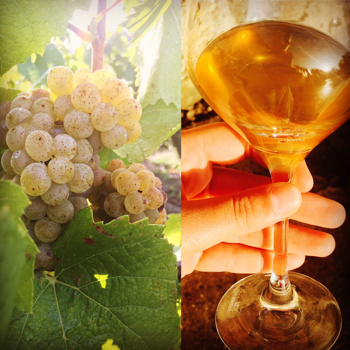 LouiseChreau's tweet photo. #harvest17 in Muscadet let's go! #chereaucarre #muscadet https://t.co/UNwgPBpKTV