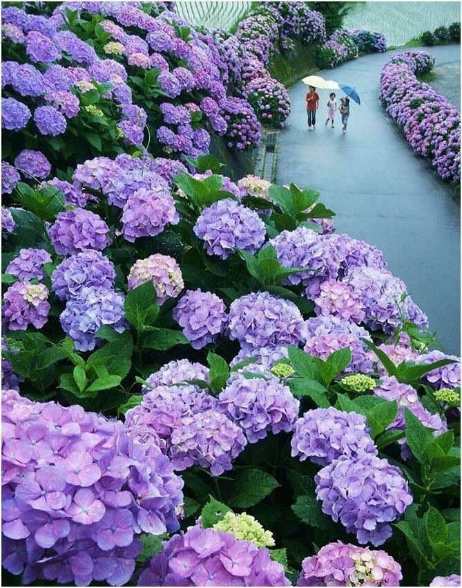 iamshoaibmalikk's tweet photo. magnolia drive by rochelle alers.rainbow fields of flowers..🌷🌷🌺🌺💐💐very beautyful.. https://t.co/mFY98oWtfM