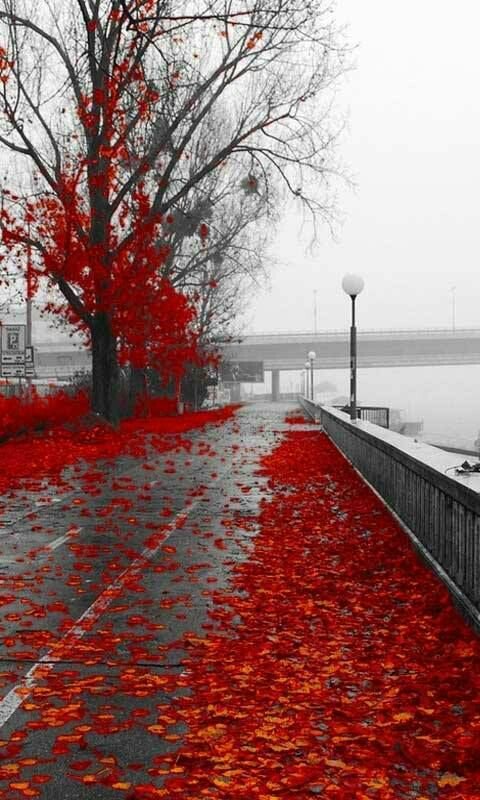 iamshoaibmalikk's tweet photo. magnolia drive by rochelle alers.rainbow fields of flowers..🌷🌷🌺🌺💐💐very beautyful.. https://t.co/mFY98oWtfM