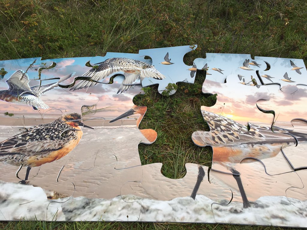 boswachtersonja's tweet photo. Leg jij t ontbrekende stukje? boswachters #staatsbosbeheer ontvangen je graag bij 't #posthuys! Het grote wijde open van #vlieland #ITGWO17 https://t.co/RfyRbhP92l