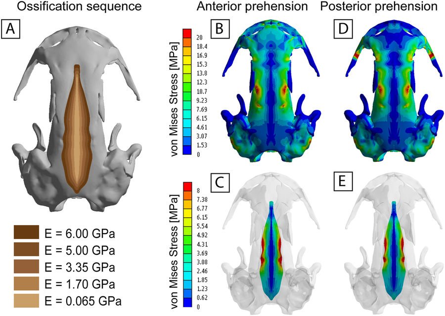 featunning's tweet photo. New paper in @SciReports: Cranial #biomechanics in urodeles with #FEA model of Salamandrella https://t.co/Xhqz4VrqXG @ICP_MCrusafont @unihh https://t.co/PW80nWv1Y3