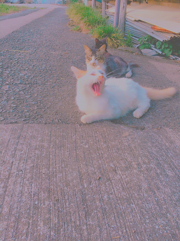 sandaru78's tweet photo. 整列 https://t.co/4kPdEtUlm3