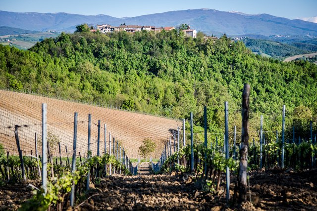 Icollidelbio's tweet photo. #collitortonesi #icollidelbio #montebore #slowfood #timorasso 
https://t.co/FW76tqVAwt https://t.co/FpvQTgGFnG