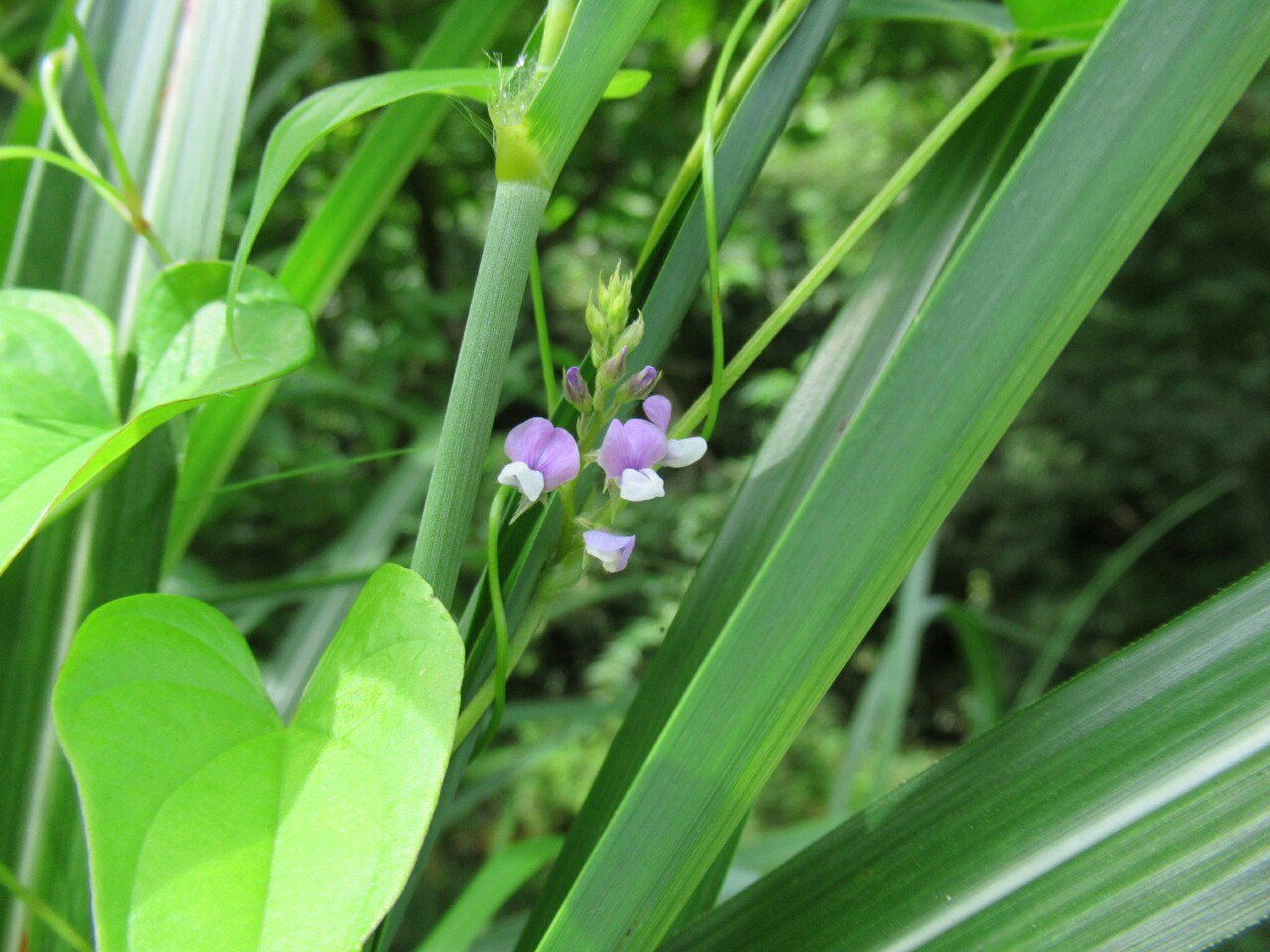 雑草図鑑 準備中 676 ツルマメ マメ科 東アジアに分布 ダイズの原種とされる 草地や土手などに見られる蔓草 白と紫の花 はダイズとほぼ同じだが小さい 果実はダイズより小さくて毛深いが食べられる 花 野草 秋の花 野菜 T Co