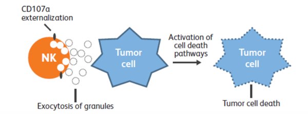 BDBiosciences's tweet photo. Want to assess NK #cellactivation & #cytotoxicity on your benchtop? Download the #BDAccuri #flowcytometry datasheet https://t.co/hOzf4bvSOY https://t.co/PZp6uS2Hv9