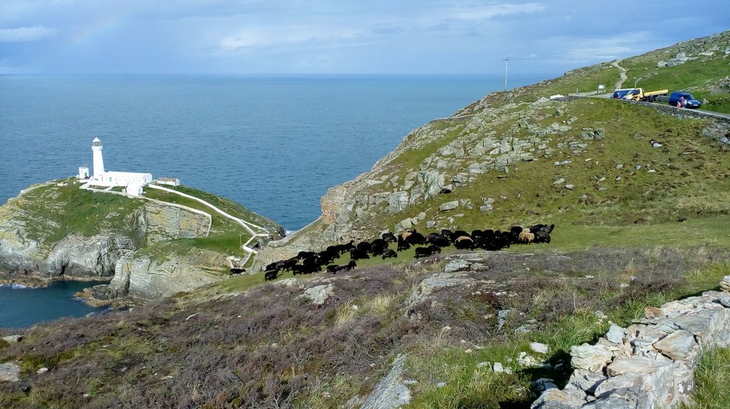 smellor67's tweet photo. Rounding sheep at south stack @AngleseyScMedia this morning https://t.co/4Bzx0yJaSA