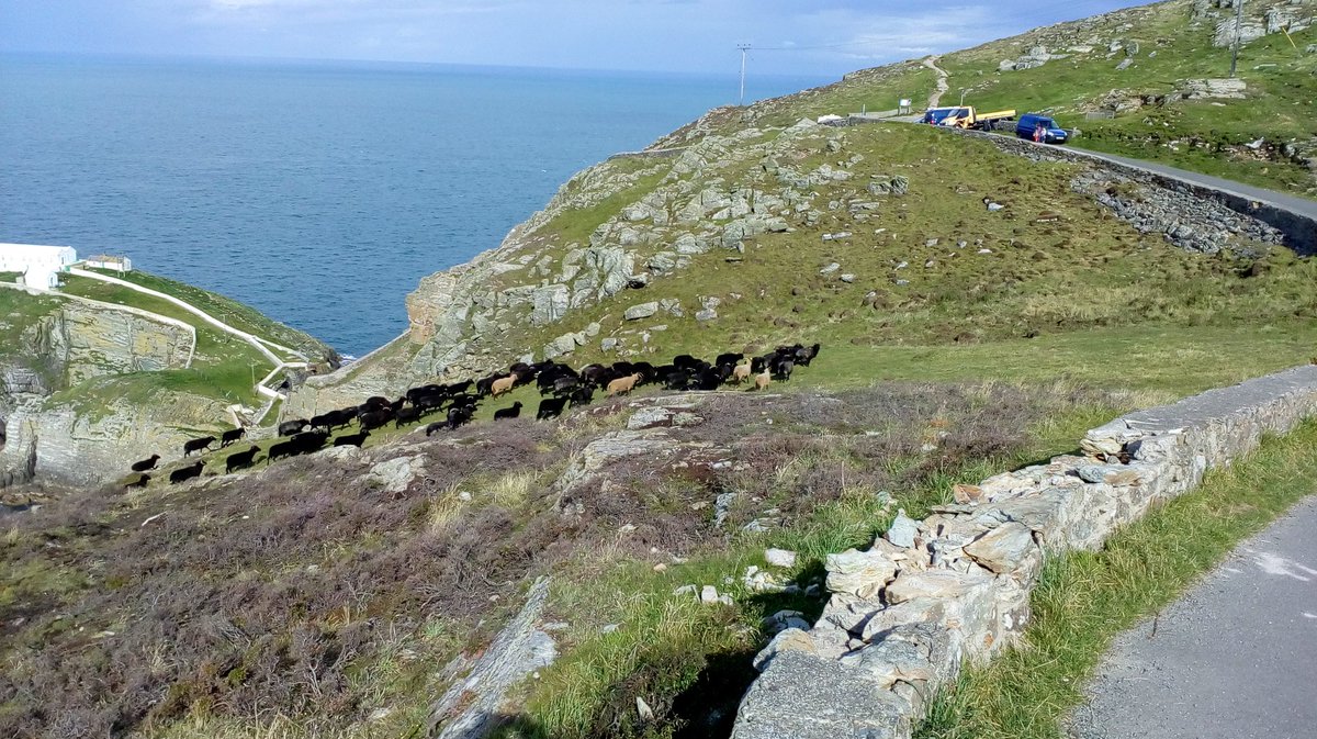 smellor67's tweet photo. Rounding sheep at south stack @AngleseyScMedia this morning https://t.co/4Bzx0yJaSA