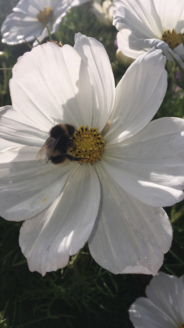 BeeAwareNCS's tweet photo. Nice to see the bees are thriving in Barrow Park 🐝🐝❤️ @NCS @NCSNorthWest #ncs #ncscumbria #bees #savethebees https://t.co/blCRgOVqm6