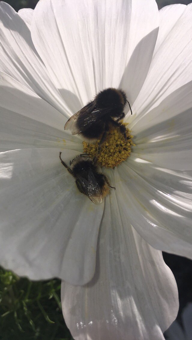 BeeAwareNCS's tweet photo. Nice to see the bees are thriving in Barrow Park 🐝🐝❤️ @NCS @NCSNorthWest #ncs #ncscumbria #bees #savethebees https://t.co/blCRgOVqm6