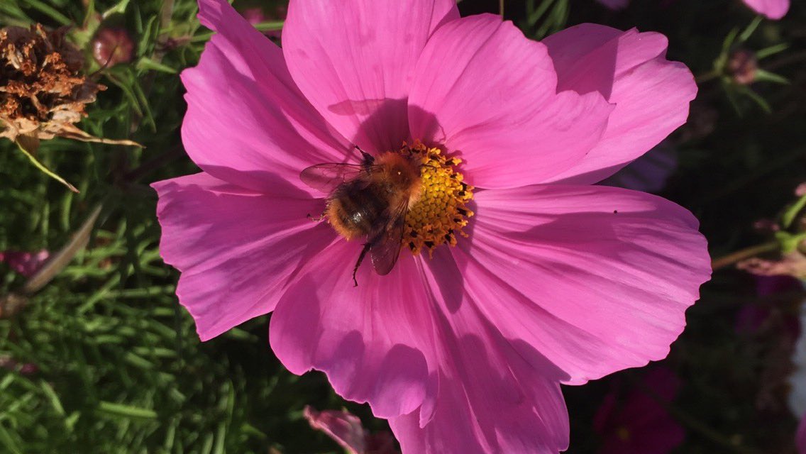 BeeAwareNCS's tweet photo. Nice to see the bees are thriving in Barrow Park 🐝🐝❤️ @NCS @NCSNorthWest #ncs #ncscumbria #bees #savethebees https://t.co/blCRgOVqm6