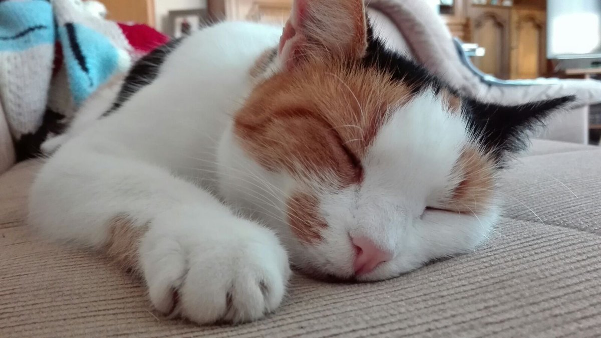 LilyFray1's tweet photo. @marspet Ich gebe dieses Schnuckelchen nur sehr ungern weg 😻 https://t.co/TcVP4Xd3Ic
