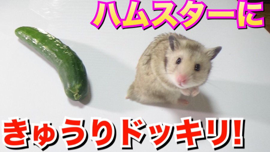 ハムスター動画が面白すぎる きゅうりドッキリの結果は 滑車に乗せたら回されるがままって あほかわいい動画に癒やされよう Tuberz