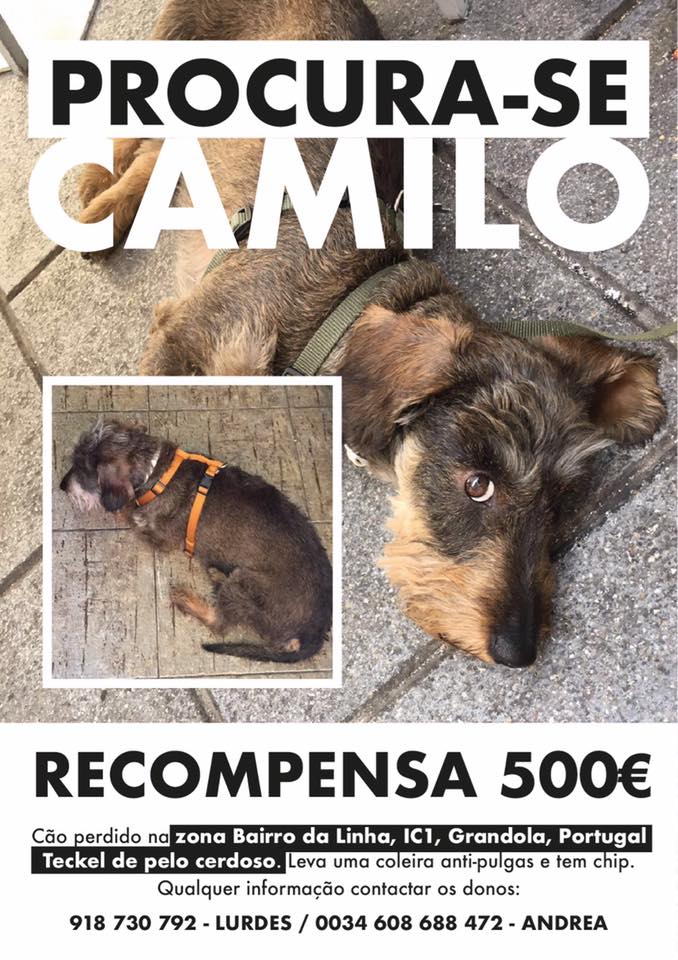 buscandoacamilo's tweet photo. Wooof!🐾Hey @fertejerom Soy #CAMILO🐕¿Me echas una mano difundiendo mi historia? Quiero volver a casa🆘#buscandoacamilo https://t.co/7823mgeu1M https://t.co/uzOW68erdf