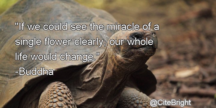 Cite Bright tweet media