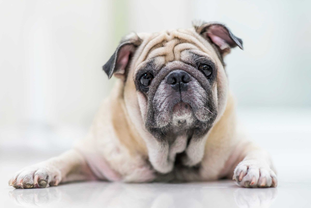 petvanlines1's tweet photo. If your #pets could talk, they might want you to know these 50 things: https://t.co/grrmSl8mVv #petbehavior #veterinarians https://t.co/2Y0Lhy4NzW
