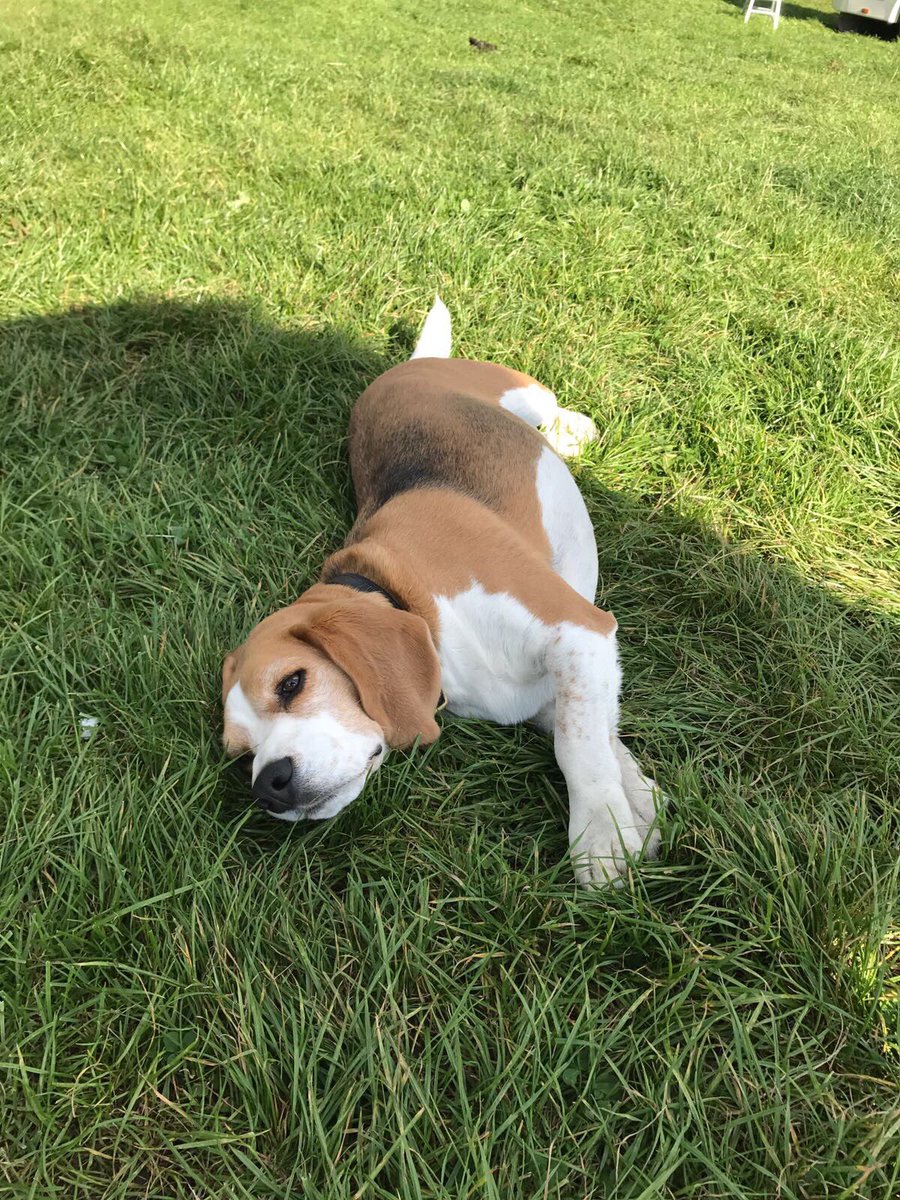 dougalsdigs's tweet photo. Dougal is not feeling Thursday.. The struggles of being a busy beagle๐ #ThursdayThoughts #Dougals https://t.co/ZiQwf6zQvA
