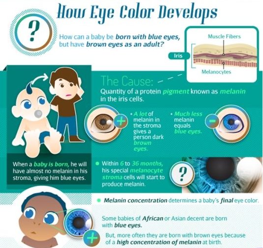VCOptometry's tweet photo. How can a baby with brown eyed parents be born with blue eyes? Take a look at the image below! #EyeScience #Eyes #Optometry https://t.co/lZnWK7gavA
