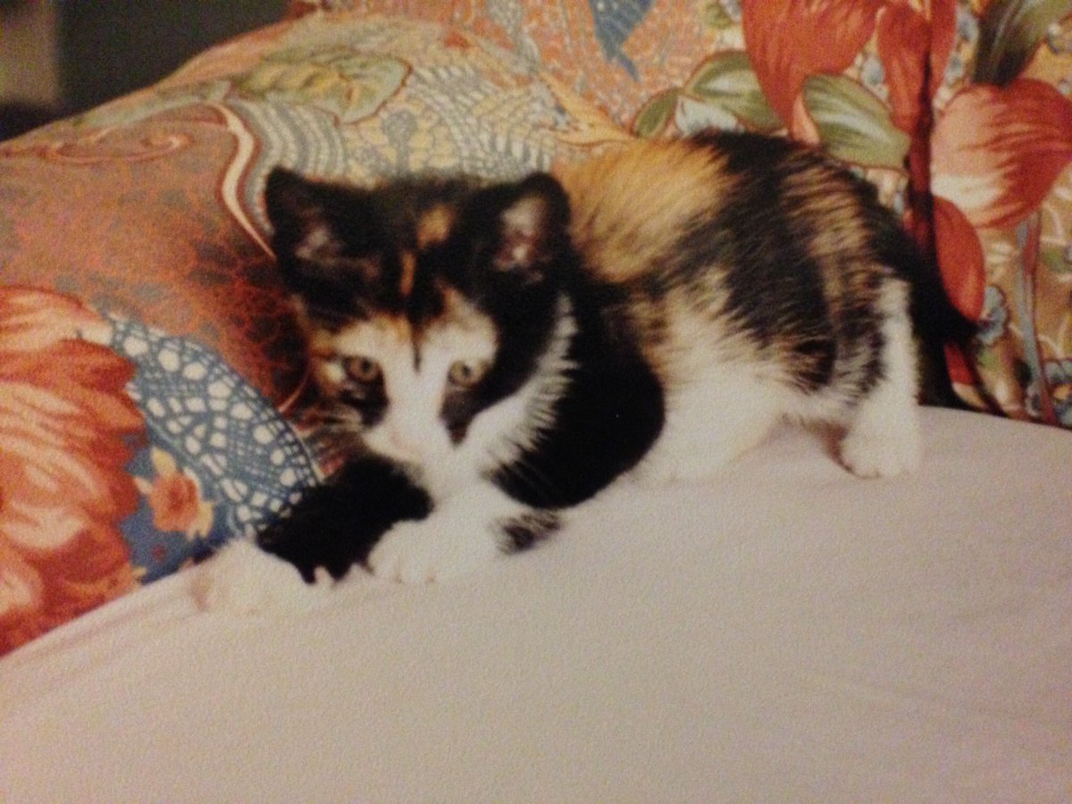 CleoPanfur's tweet photo. In loving memory of Reglisse
1997-2012 ❤️ #RIP 
Gone to heaven too soon at 15 years old after a lightning mammary cancer 😿 https://t.co/NTZXaILgDa